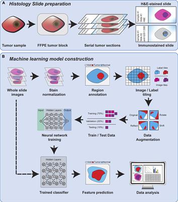 Deep Learning of Histopathology Images at the Single Cell Level